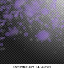 Violet flower petals falling down. Excellent romantic flowers falling rain. Flying petal on transparent square background. Love, romance concept. Authentic wedding invitation.