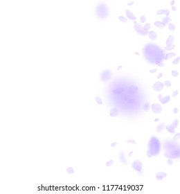 Violet flower petals falling down. Eminent romantic flowers gradient. Flying petal on white square background. Love, romance concept. Captivating wedding invitation.