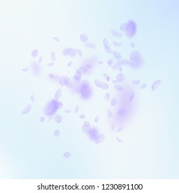 Violet flower petals falling down. Breathtaking romantic flowers explosion. Flying petal on blue sky square background. Love, romance concept. Artistic wedding invitation.