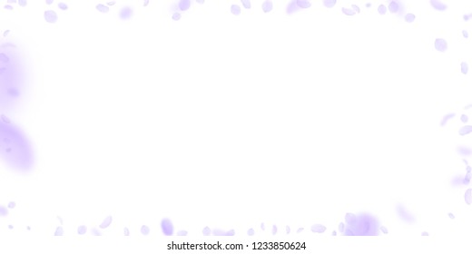 Violet flower petals falling down. Comely romantic flowers frame. Flying petal on white wide background. Love, romance concept. Divine wedding invitation.