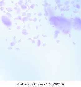 Violet flower petals falling down. Rare romantic flowers gradient. Flying petal on blue sky square background. Love, romance concept. Bizarre wedding invitation.