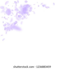 Violet flower petals falling down. Splendid romantic flowers corner. Flying petal on white square background. Love, romance concept. Amusing wedding invitation.
