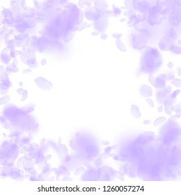 Violet flower petals falling down. Bizarre romantic flowers vignette. Flying petal on white square background. Love, romance concept. Dazzling wedding invitation.