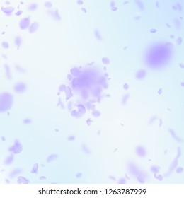 Violet flower petals falling down. Worthy romantic flowers explosion. Flying petal on blue sky square background. Love, romance concept. Appealing wedding invitation.
