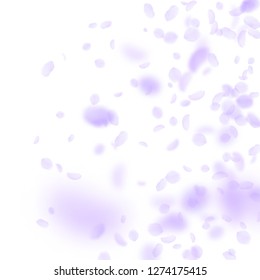 Violet flower petals falling down. Vibrant romantic flowers gradient. Flying petal on white square background. Love, romance concept. Bold wedding invitation.