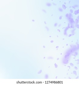 Violet flower petals falling down. Perfect romantic flowers gradient. Flying petal on blue sky square background. Love, romance concept. Captivating wedding invitation.