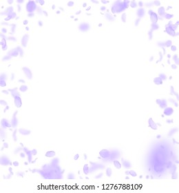 Violet flower petals falling down. Noteworthy romantic flowers frame. Flying petal on white square background. Love, romance concept. Bizarre wedding invitation.