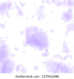 Violet flower petals falling down. Pleasant romantic flowers explosion. Flying petal on white square background. Love, romance concept. Appealing wedding invitation.