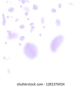 Violet flower petals falling down. Pretty romantic flowers corner. Flying petal on white square background. Love, romance concept. Amazing wedding invitation.