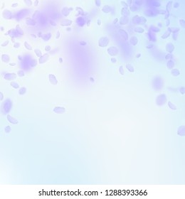 Violet flower petals falling down. Precious romantic flowers falling rain. Flying petal on blue sky square background. Love, romance concept. Awesome wedding invitation.