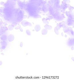Violet flower petals falling down. Uncommon romantic flowers falling rain. Flying petal on white square background. Love, romance concept. Awesome wedding invitation.