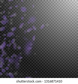 Violet flower petals falling down. Worthy romantic flowers gradient. Flying petal on transparent square background. Love, romance concept. Brilliant wedding invitation.
