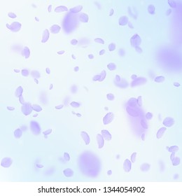 Violet flower petals falling down. Extra romantic flowers falling rain. Flying petal on blue sky square background. Love, romance concept. Bewitching wedding invitation.