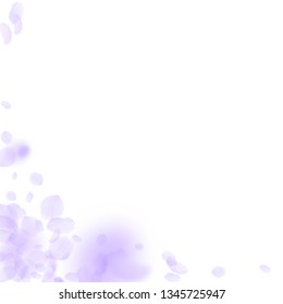 Violet flower petals falling down. Exceptional romantic flowers corner. Flying petal on white square background. Love, romance concept. Admirable wedding invitation.