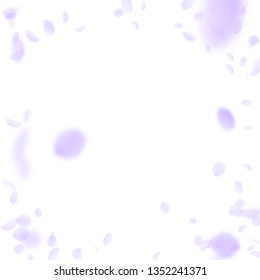 Violet flower petals falling down. Likable romantic flowers vignette. Flying petal on white square background. Love, romance concept. Dazzling wedding invitation.
