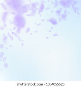 Violet flower petals falling down. Tempting romantic flowers falling rain. Flying petal on blue sky square background. Love, romance concept. Beauteous wedding invitation.