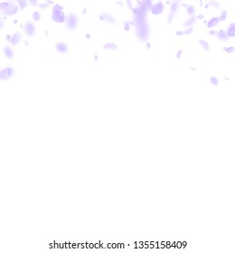 Violet flower petals falling down. Enchanting romantic flowers gradient. Flying petal on white square background. Love, romance concept. Charming wedding invitation.