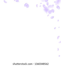 Violet flower petals falling down. Emotional romantic flowers corner. Flying petal on white square background. Love, romance concept. Adorable wedding invitation.