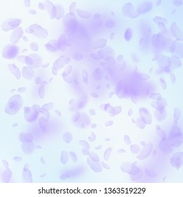 Violet flower petals falling down. Curious romantic flowers falling rain. Flying petal on blue sky square background. Love, romance concept. Bewitching wedding invitation.