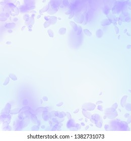 Violet flower petals falling down. Gorgeous romantic flowers falling rain. Flying petal on blue sky square background. Love, romance concept. Beauteous wedding invitation.