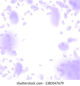 Violet flower petals falling down. Ecstatic romantic flowers vignette. Flying petal on white square background. Love, romance concept. Dazzling wedding invitation.