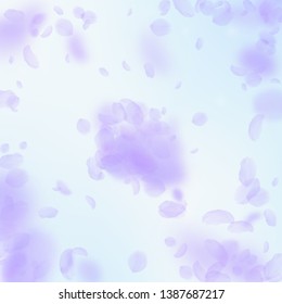 Violet flower petals falling down. Overwhelming romantic flowers explosion. Flying petal on blue sky square background. Love, romance concept. Appealing wedding invitation.