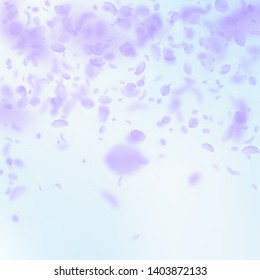 Violet flower petals falling down. Good-looking romantic flowers falling rain. Flying petal on blue sky square background. Love, romance concept. Authentic wedding invitation.