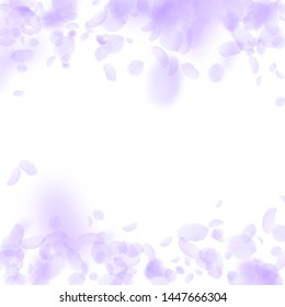 Violet flower petals falling down. Grand romantic flowers falling rain. Flying petal on white square background. Love, romance concept. Beauteous wedding invitation.
