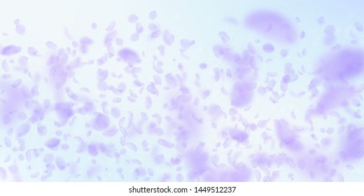 Violet flower petals falling down. Powerful romantic flowers gradient. Flying petal on blue sky wide background. Love, romance concept. Divine wedding invitation.