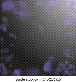 Violet flower petals falling down. Valuable romantic flowers vignette. Flying petal on transparent square background. Love, romance concept. Curious wedding invitation.