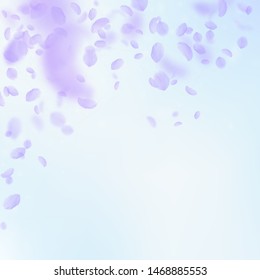 Violet flower petals falling down. Cool romantic flowers falling rain. Flying petal on blue sky square background. Love, romance concept. Beautiful wedding invitation.