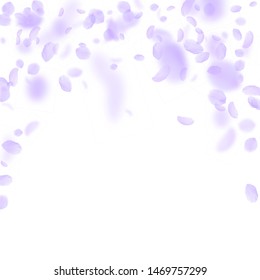 Violet flower petals falling down. Astonishing romantic flowers falling rain. Flying petal on white square background. Love, romance concept. Beauteous wedding invitation.