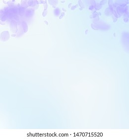 Violet flower petals falling down. Actual romantic flowers gradient. Flying petal on blue sky square background. Love, romance concept. Charming wedding invitation.