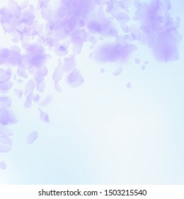 Violet flower petals falling down. Amusing romantic flowers falling rain. Flying petal on blue sky square background. Love, romance concept. Beautiful wedding invitation.