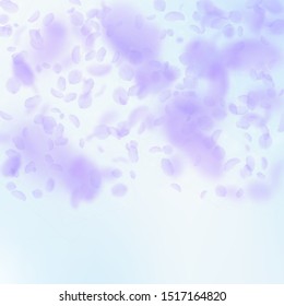 Violet flower petals falling down. Flawless romantic flowers gradient. Flying petal on blue sky square background. Love, romance concept. Charming wedding invitation.