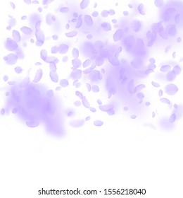 Violet flower petals falling down. Posh romantic flowers gradient. Flying petal on white square background. Love, romance concept. Charming wedding invitation.