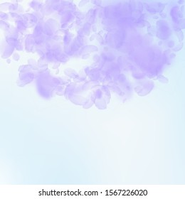 Violet flower petals falling down. Mesmeric romantic flowers semicircle. Flying petal on blue sky square background. Love, romance concept. Cool wedding invitation.