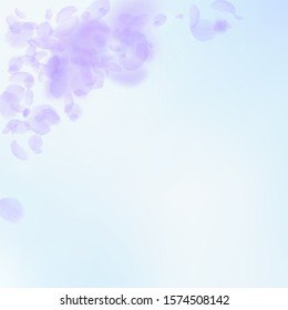 Violet flower petals falling down. Indelible romantic flowers corner. Flying petal on blue sky square background. Love, romance concept. Amusing wedding invitation.
