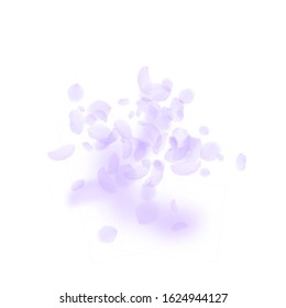 Violet flower petals falling down. Superb romantic flowers explosion. Flying petal on white square background. Love, romance concept. Artistic wedding invitation.