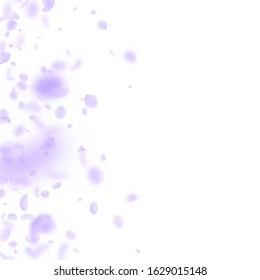 Violet flower petals falling down. Breathtaking romantic flowers gradient. Flying petal on white square background. Love, romance concept. Captivating wedding invitation.