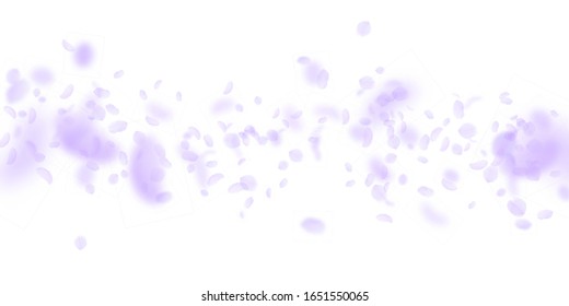 Violet flower petals falling down. Surprising romantic flowers falling rain. Flying petal on white wide background. Love, romance concept. Delicate wedding invitation.