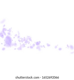 Violette Blütenblätter fallen ab. Atemberaubende romantische Blumen kommen. Fliegendes Blütenblatt auf weißem, quadratischem Hintergrund. Liebe, Liebeskonzept. Schöne Hochzeitseinladung.