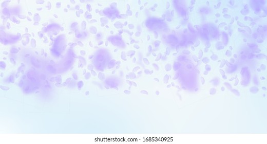 Violette Blütenblätter fallen ab. Erstaunliche romantische Blumen Farbverlauf. Fliegendes Blütenblatt auf blauem himmlischem Hintergrund. Liebe, Liebeskonzept. Dramatische Hochzeitseinladung.