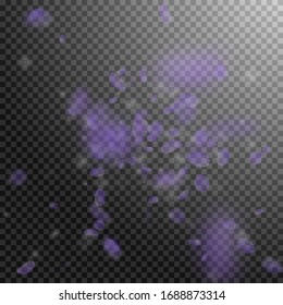 Violet flower petals falling down. Lovely romantic flowers explosion. Flying petal on transparent square background. Love, romance concept. Astonishing wedding invitation.