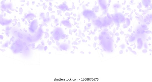 Violette Blütenblätter fallen ab. Künstlerisch romantische Blumen Farbverlauf. Fliegendes Blütenblatt auf weißem, breitem Hintergrund. Liebe, Liebeskonzept. Dramatische Hochzeitseinladung.