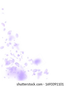 Violet flower petals falling down. Charming romantic flowers corner. Flying petal on white square background. Love, romance concept. Alive wedding invitation.