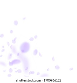 Violet flower petals falling down. Ravishing romantic flowers corner. Flying petal on white square background. Love, romance concept. Alluring wedding invitation.