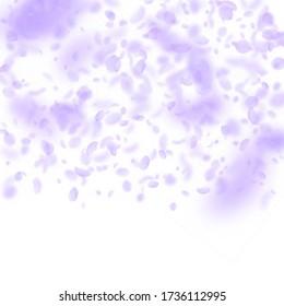 Violet flower petals falling down. Surprising romantic flowers gradient. Flying petal on white square background. Love, romance concept. Charming wedding invitation.