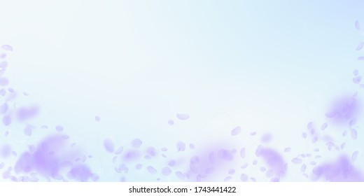 Violet flower petals falling down. Captivating romantic flowers falling rain. Flying petal on blue sky wide background. Love, romance concept. Delightful wedding invitation.