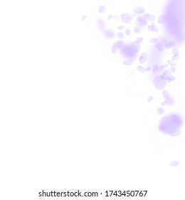 Violet flower petals falling down. Worthy romantic flowers corner. Flying petal on white square background. Love, romance concept. Amusing wedding invitation.